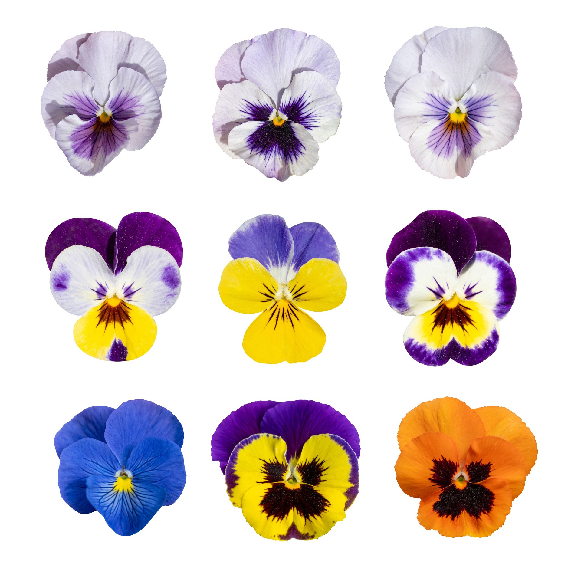 Violet Pansies Isolated, Color Viola Close up, Viola Flowers Set, Heartsease Collection, Johnny Jump up