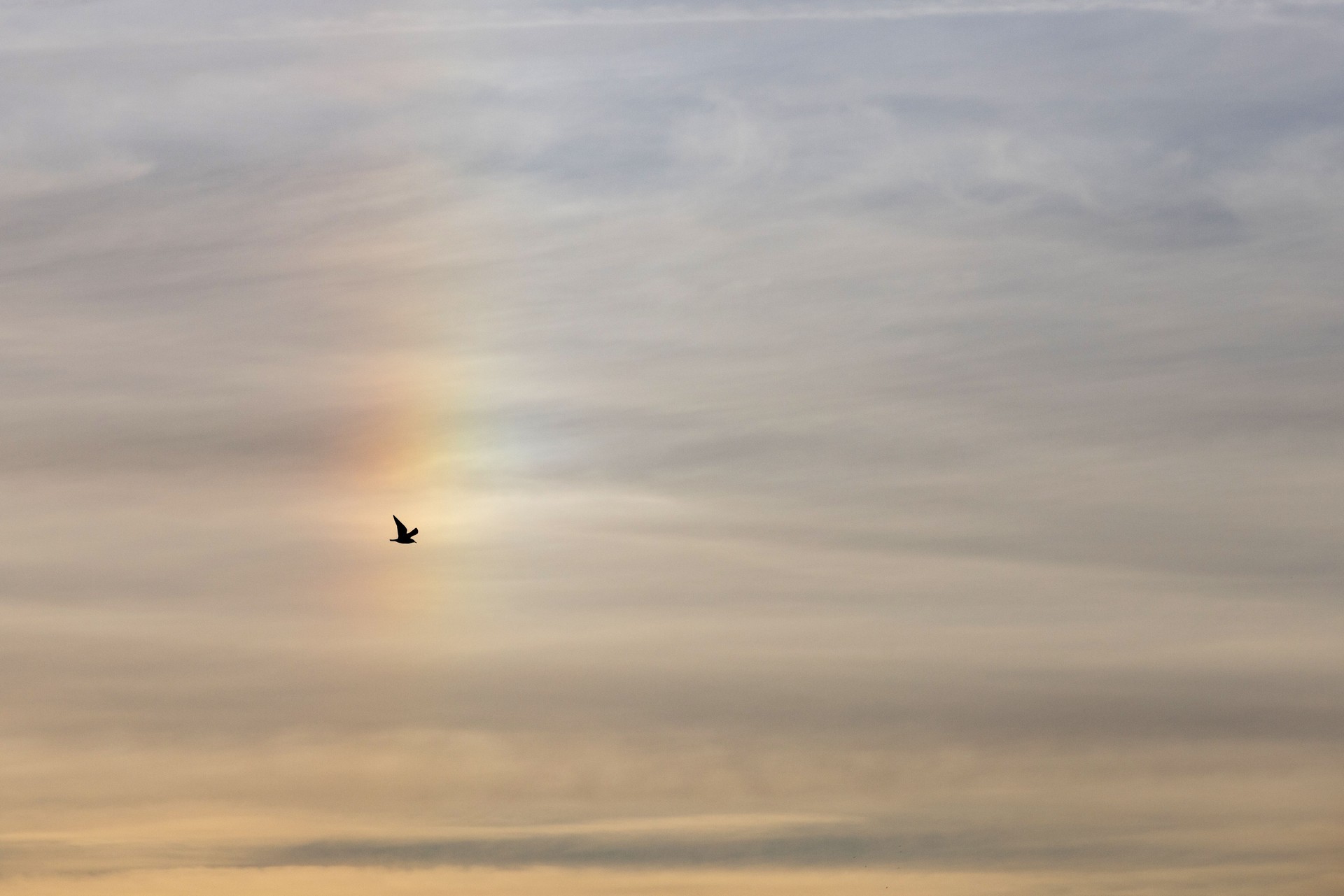 A lone sea bird flying with wings spread below a golden sky with iridescent clouds.