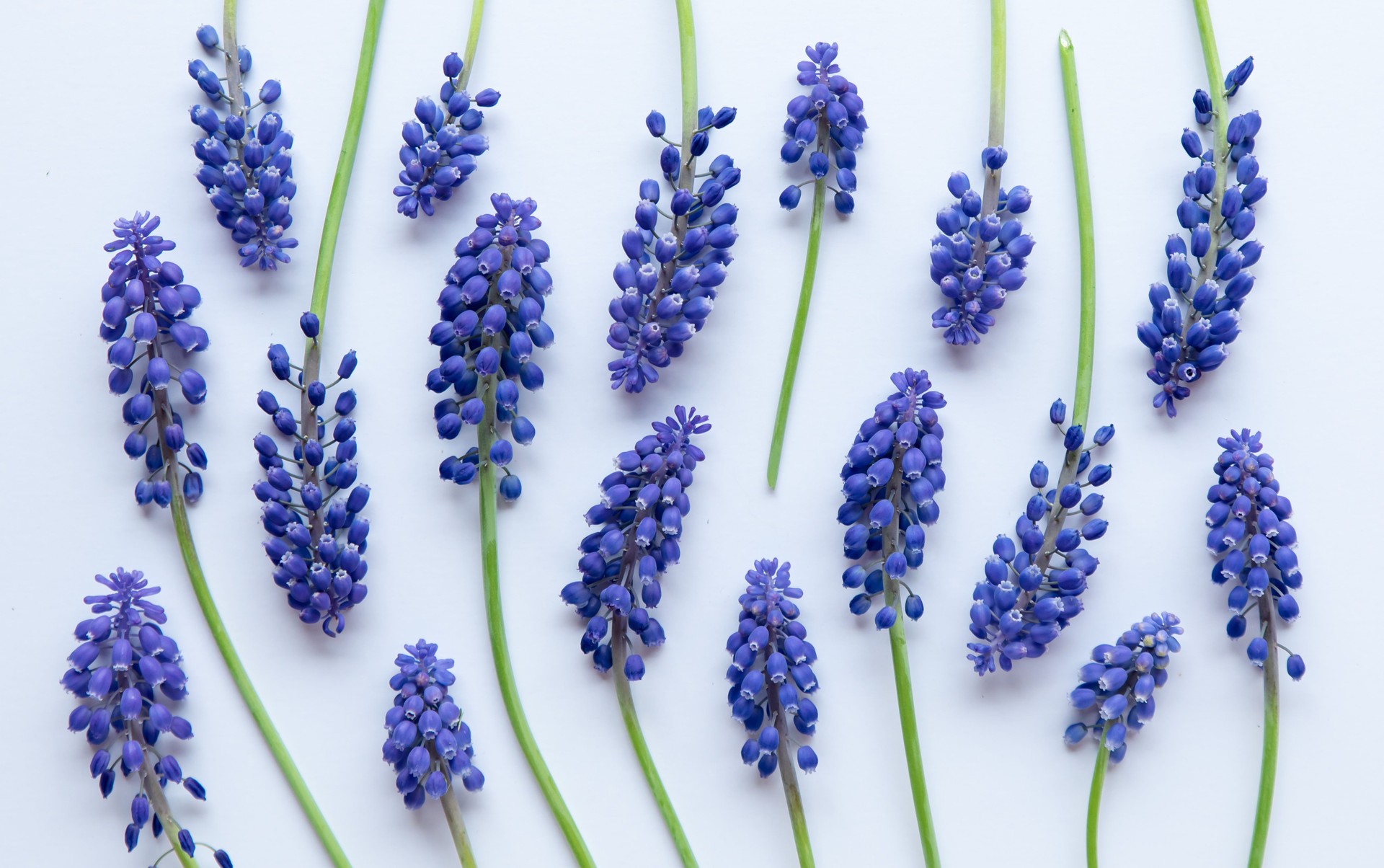 Purple grape hyacinth muscari flowers arranged on white background.